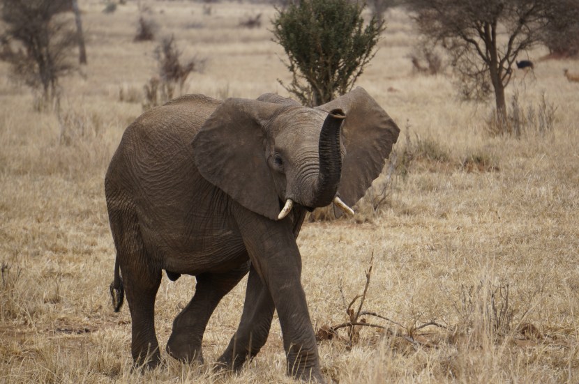 Random elephant photo. Tarangire National Park, Tanzania (2014).