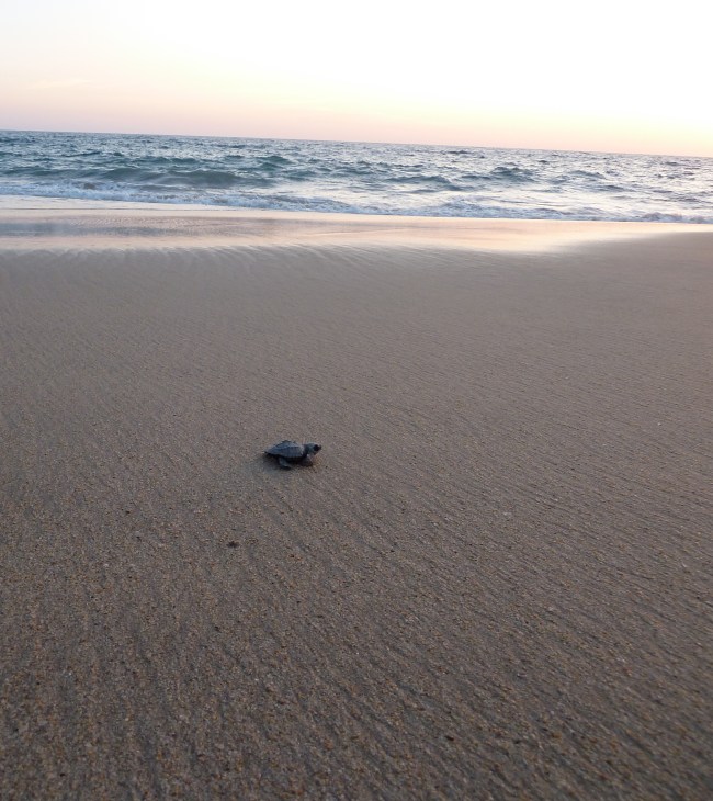 Bonus photo: baby sea turtle confronts the sea.